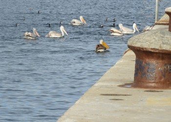 Καταφύγιο για σπάνια πουλιά το λιμάνι της Θεσσαλονίκης (φωτο)