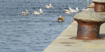 Καταφύγιο για σπάνια πουλιά το λιμάνι της Θεσσαλονίκης (φωτο)