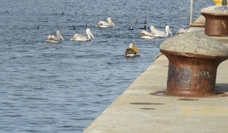 Καταφύγιο για σπάνια πουλιά το λιμάνι της Θεσσαλονίκης (φωτο)