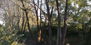 Τρίκαλα: Τα πλατάνια αργοπεθαίνουν από την ασθένεια του μεταχρωματικού έλκους