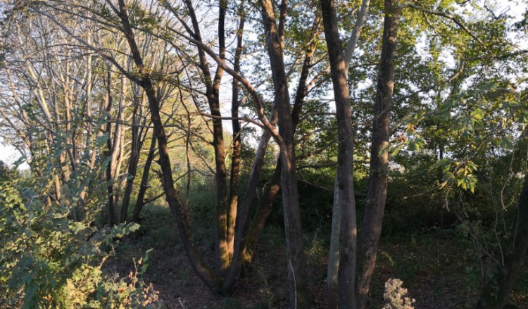 Τρίκαλα: Τα πλατάνια αργοπεθαίνουν από την ασθένεια του μεταχρωματικού έλκους