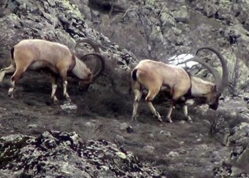 Εμφανίστηκε ξανά το αγραίγιδο στα βουνά του Ελμπιστάν