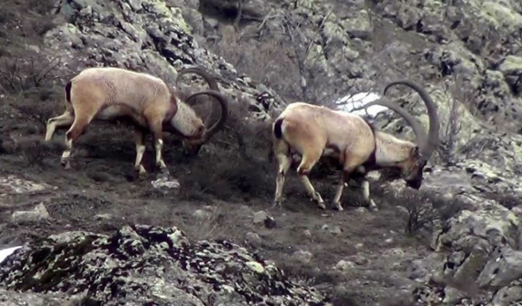 Εμφανίστηκε ξανά το αγραίγιδο στα βουνά του Ελμπιστάν