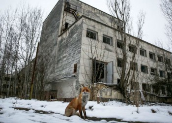 Η άγρια ζωή αναπτύσσεται στην περιοχή του Τσέρνομπιλ (βίντεο)
