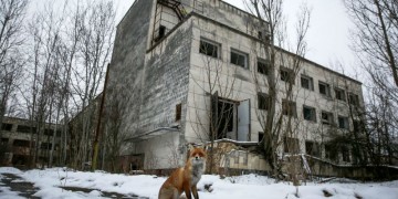 Η άγρια ζωή αναπτύσσεται στην περιοχή του Τσέρνομπιλ (βίντεο)