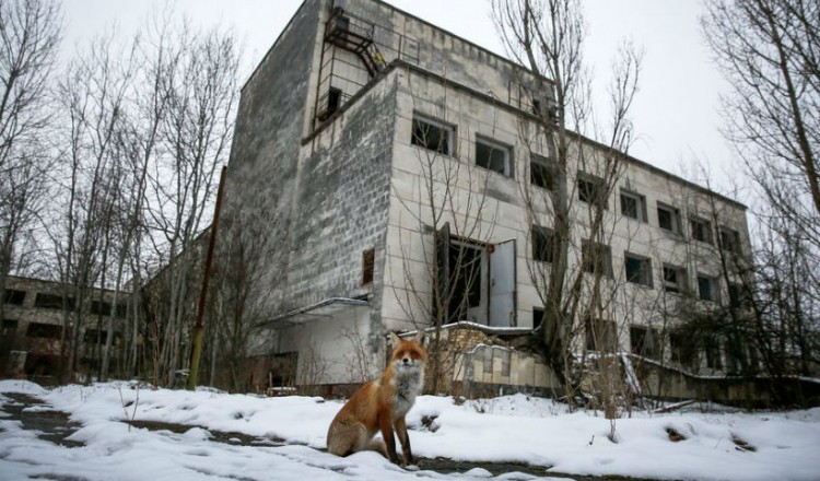 Η άγρια ζωή αναπτύσσεται στην περιοχή του Τσέρνομπιλ (βίντεο)