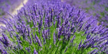 Ο Δήμος Ιωαννιτών παραχωρεί ανεκμετάλλευτη αγροτική γη σε ανέργους!