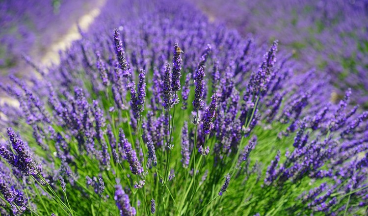 Ο Δήμος Ιωαννιτών παραχωρεί ανεκμετάλλευτη αγροτική γη σε ανέργους!