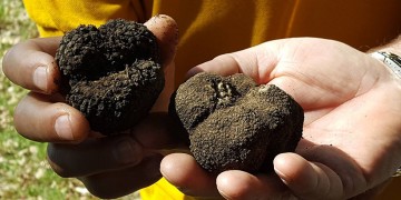 Κυνήγι τρούφας από το Μουσείο Φυσικής Ιστορίας Μετεώρων και το Μουσείο Μανιταριών