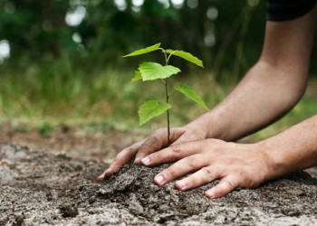 Δύο ελιές με ονόματα «Πόντος» και «Ελλάς» από την Εύξεινο Λέσχη Βέροιας