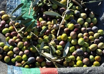 Ελληνικό ελαιόλαδο και βρώσιμες ελιές δεν θα επιβαρυνθούν με πρόσθετους δασμούς από τις ΗΠΑ