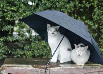 Ο καιρός σήμερα: Βροχή και χιόνια στα ορεινά