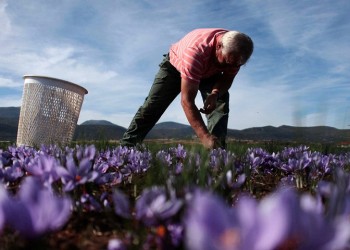 Πώς οι γεωργικές εκμεταλλεύσεις θα καταστούν βιώσιμες στην Ελλάδα