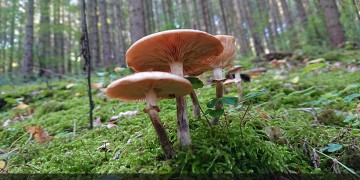 Τι θα λέγατε για γύρο από μανιτάρια και όχι κρέας;