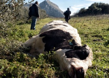 Απίστευτη τραγωδία στην Αρχαία Κόρινθο: Αφηνιασμένη αγελάδα σκότωσε 71χρονο