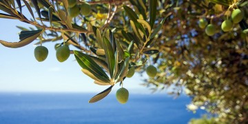 Αγνό παρθένο ελαιόλαδο από τη Χαλκιδική στον Εύξεινο Πόντο