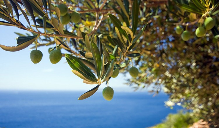 Αγνό παρθένο ελαιόλαδο από τη Χαλκιδική στον Εύξεινο Πόντο