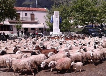 Αναβιώνει και φέτος το έθιμο της ευλογίας των προβάτων στην Ασή Γωνιά της Κρήτης (φωτο)