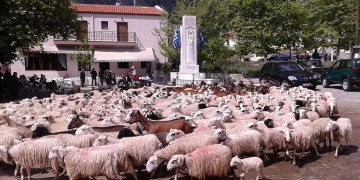 Αναβιώνει και φέτος το έθιμο της ευλογίας των προβάτων στην Ασή Γωνιά της Κρήτης (φωτο)