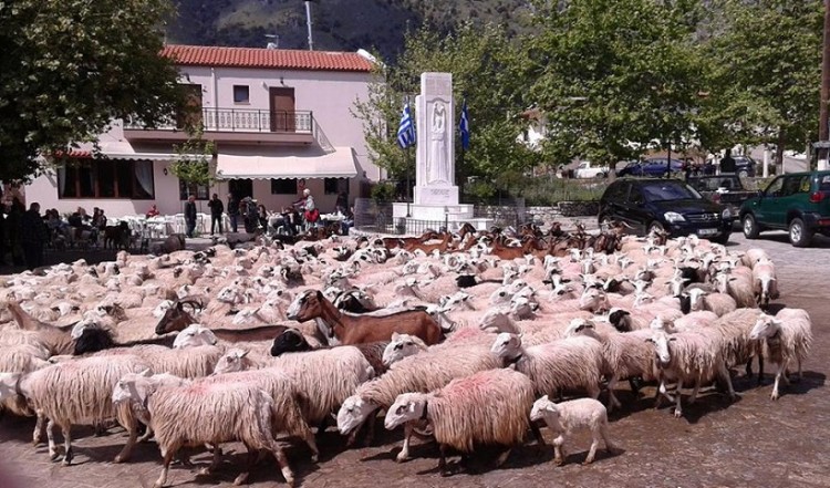 Αναβιώνει και φέτος το έθιμο της ευλογίας των προβάτων στην Ασή Γωνιά της Κρήτης (φωτο)