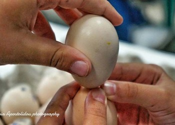 Σταθερή αξία οι αυγομαχίες του Πάσχα στο Θρυλόριο Κομοτηνής (βίντεο)