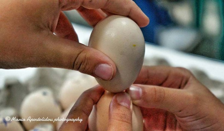 Σταθερή αξία οι αυγομαχίες του Πάσχα στο Θρυλόριο Κομοτηνής (βίντεο)