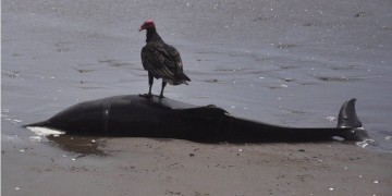 Μυστήριο με νεκρά δελφίνια στο Αιγαίο μετά από τουρκική άσκηση