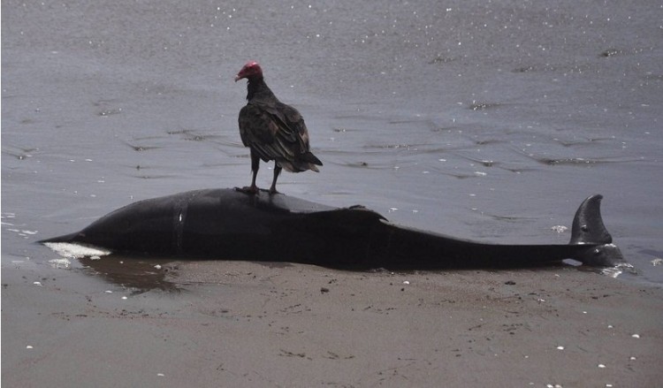 Μυστήριο με νεκρά δελφίνια στο Αιγαίο μετά από τουρκική άσκηση