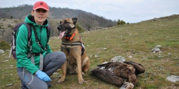 Σπάνια αρπακτικά πουλιά νεκρά από δηλητηριασμένα δολώματα στη Θράκη