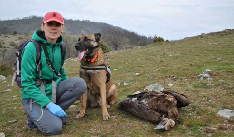 Σπάνια αρπακτικά πουλιά νεκρά από δηλητηριασμένα δολώματα στη Θράκη