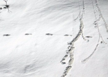 Ο στρατός της Ινδίας ανήρτησε στο Twitter φωτογραφίες από πατημασιές του Γέτι!