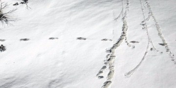 Ο στρατός της Ινδίας ανήρτησε στο Twitter φωτογραφίες από πατημασιές του Γέτι!