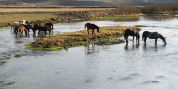 Τα άλογα του Καρς ξεχύθηκαν στις στέπες του Αντικαυκάσου (βίντεο)