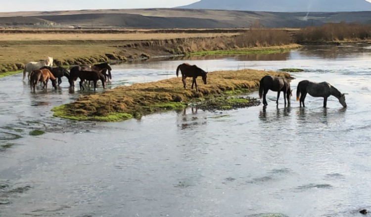 Τα άλογα του Καρς ξεχύθηκαν στις στέπες του Αντικαυκάσου (βίντεο)