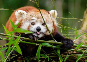 Ρουμανία: Το Μπρασόφ υποδέχθηκε το πρώτο κόκκινο πάντα στη χώρα