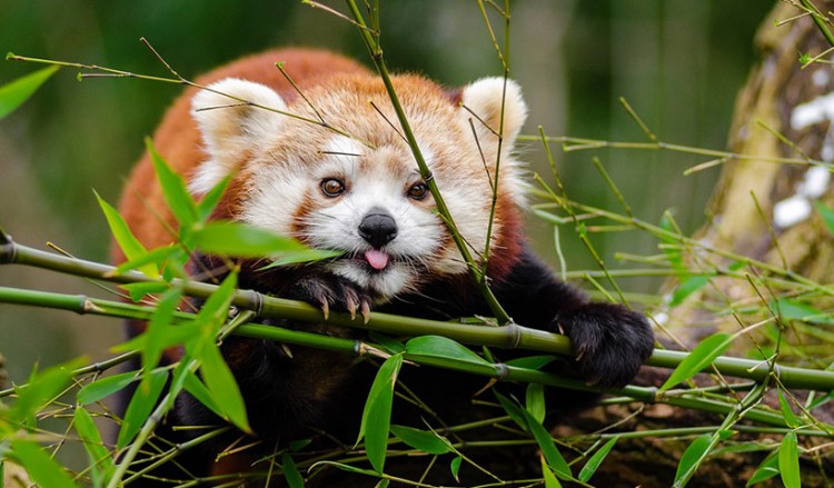 Ρουμανία: Το Μπρασόφ υποδέχθηκε το πρώτο κόκκινο πάντα στη χώρα