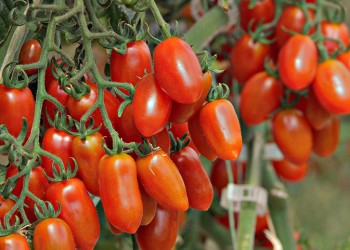 Κρητικά κηπευτικά προϊόντα με όχημα το «Vegiterraneo» διεισδύουν ολοένα και περισσότερο σε ξένες αγορές