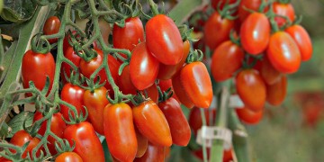 Κρητικά κηπευτικά προϊόντα με όχημα το «Vegiterraneo» διεισδύουν ολοένα και περισσότερο σε ξένες αγορές