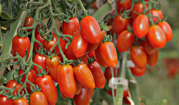 Κρητικά κηπευτικά προϊόντα με όχημα το «Vegiterraneo» διεισδύουν ολοένα και περισσότερο σε ξένες αγορές
