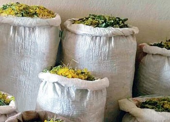 Σπάνια ελληνικά βότανα συνεχίζουν να ξεριζώνουν Αλβανοί στη βόρεια Ελλάδα