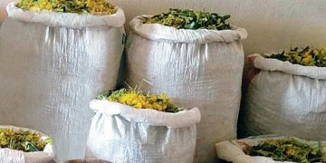 Σπάνια ελληνικά βότανα συνεχίζουν να ξεριζώνουν Αλβανοί στη βόρεια Ελλάδα