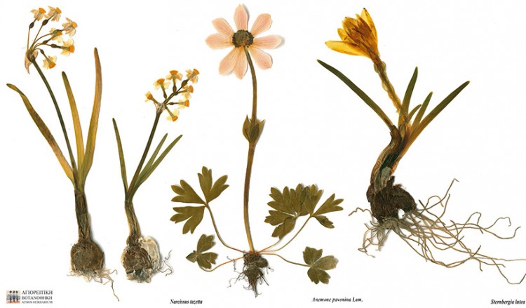 Το Άγιον Όρος, το «Περιβόλι της Παναγιάς» παρουσιάζει τους φυσικούς θησαυρούς του