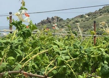 Ηράκλειο: Σοβαρές ζημιές στα αμπέλια από τους ισχυρούς ανέμους