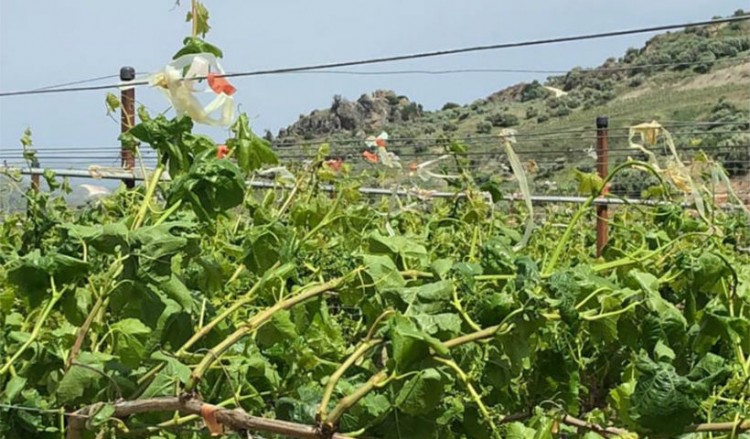 Ηράκλειο: Σοβαρές ζημιές στα αμπέλια από τους ισχυρούς ανέμους