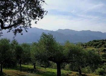 Ρεκόρ 100 διεθνών βραβείων για Έλληνα ελαιοπαραγωγό!