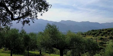 Ρεκόρ 100 διεθνών βραβείων για Έλληνα ελαιοπαραγωγό!