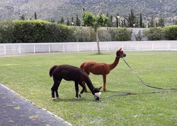 Markopoulo Park: Έντεκα καθαρόαιμοι ίπποι διεκδικούν το Κριτήριο Τριετών