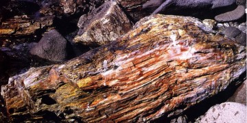 Πιάστηκαν με απολιθώματα στις βαλίτσες τους από το προστατευμένο Απολιθωμένο Δάσος Λέσβου