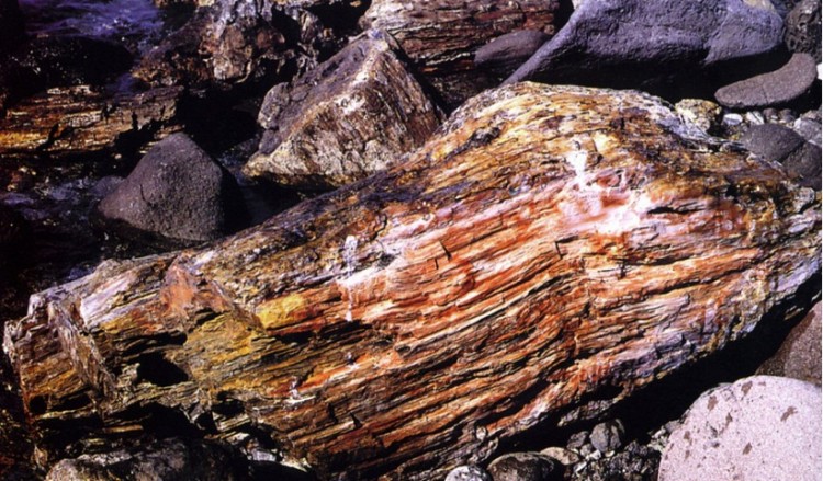 Πιάστηκαν με απολιθώματα στις βαλίτσες τους από το προστατευμένο Απολιθωμένο Δάσος Λέσβου