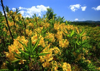 Ο Πόντος έχει τα δικά του άνθη (φωτο, βίντεο)